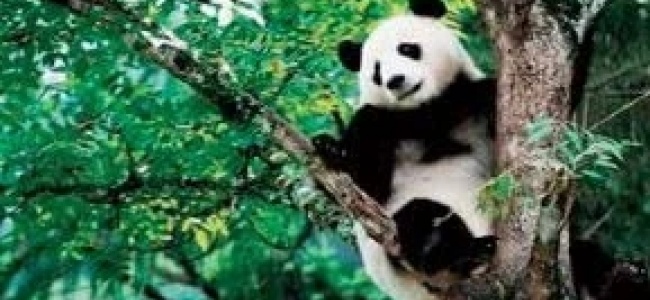 Dwie chińskie pandy znajdą nowy dom w Danii