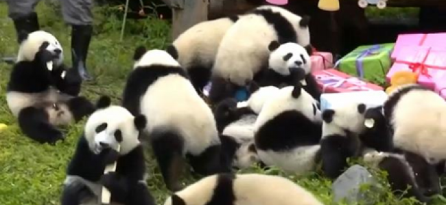 Centrum Ochrony i Badań Pandy Wielkiej w Chengdu raportuje: populacja pandy wzrasta